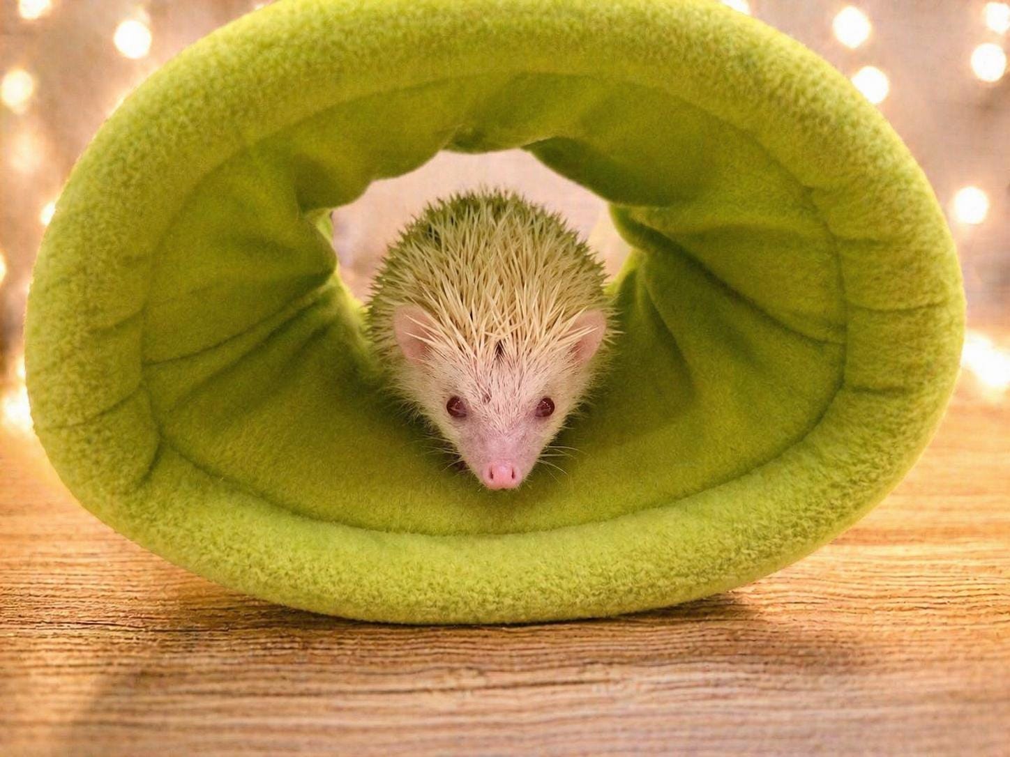 Give your small pets the cozy hideaway they deserve with this Guinea Pig Tunnel Bed, designed for comfort, play, and stress-free snuggling. This soft tunnel creates the perfect safe space. This washable small animal hideout is ideal for guinea pigs, hedgehogs, ferrets, chinchillas, and other small pets.
Features reinforced, structured openings on both ends to help it stay open, making it easy for your pets to enter, exit, and explore. It’s perfect for playtime or nap time.